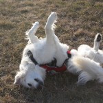 ahhh nothing finer than a roll in the park!